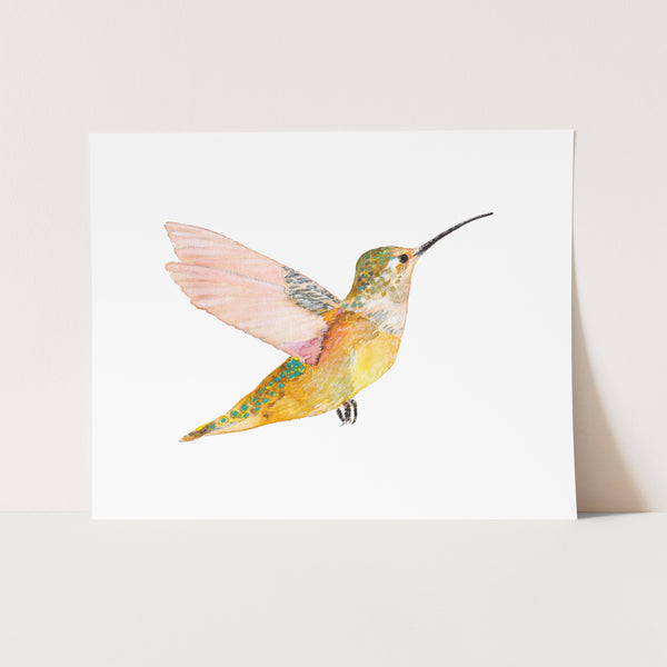 Rofous Hummingbird