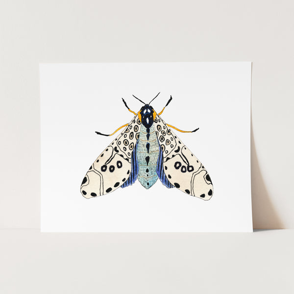 Moth No. 6